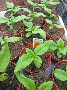 Sunflower "Teddy bear"