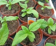 Sunflower "Teddy bear"
