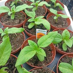 Sunflower "Teddy bear"