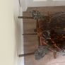 Antique Rare Large Taxidermy Hawksbill Sea Turtle Image 7