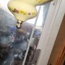 Beautiful Edwardian Hanging Oil Lamp with a Milk Glass Shade and Decorative Ceramic Reservoir Converted to Electric Image 6