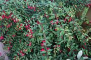 Bush Fuchsia magellanica