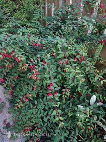 Bush Fuchsia magellanica