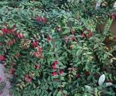 Bush Fuchsia magellanica