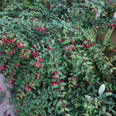 Bush Fuchsia magellanica