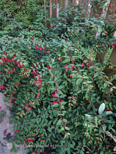 Bush Fuchsia magellanica