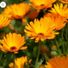 Marigold