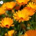 Marigold