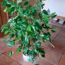 Artificial 4 Foot Fig Tree in Ceramic Pot with River Pebbles Image 3