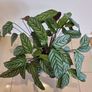 Fishbone Prayer Plant - Ctenanthe Oppenheimiana Image 2