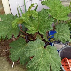 plants