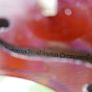 Antique Violin Antonius Stradivarius  Fraction Anno 17 Image 2