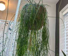 Mistletoe Cactus