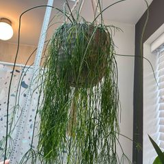 Mistletoe Cactus