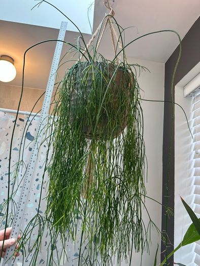 Mistletoe Cactus