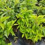 Portuguese Laurel - Discounts on larger orders Image 3
