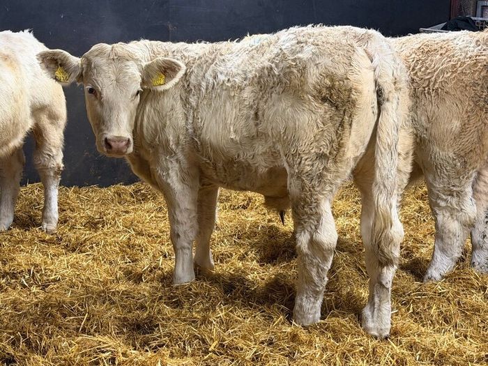 Charolais Weanlings
