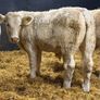 Charolais Weanlings Image 4