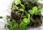 Wild Strawberry plant seedlings bare root