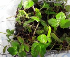 Wild Strawberry plant seedlings bare root