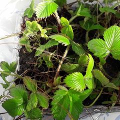 Wild Strawberry plant seedlings bare root