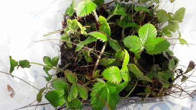 Wild Strawberry plant seedlings bare root