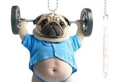 Adorable Pug Acrylic Car Rearview Mirror Accessories 2D Cute Puppy Pendant Ornaments Keychain Charms For Car Backpacks Decor