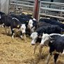 Smashing Hereford Bulls Image 9