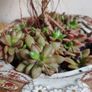 Aeonium haworthii Kiwi'  bonsai succulent tree in the vintage  ceramic bowl Image 10