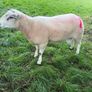 Belclare Ram Image 2