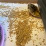 2kg Quail Chick Feed Image 2