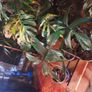 Philodendron Florida Beauty variegated  rooted cutting Image 5