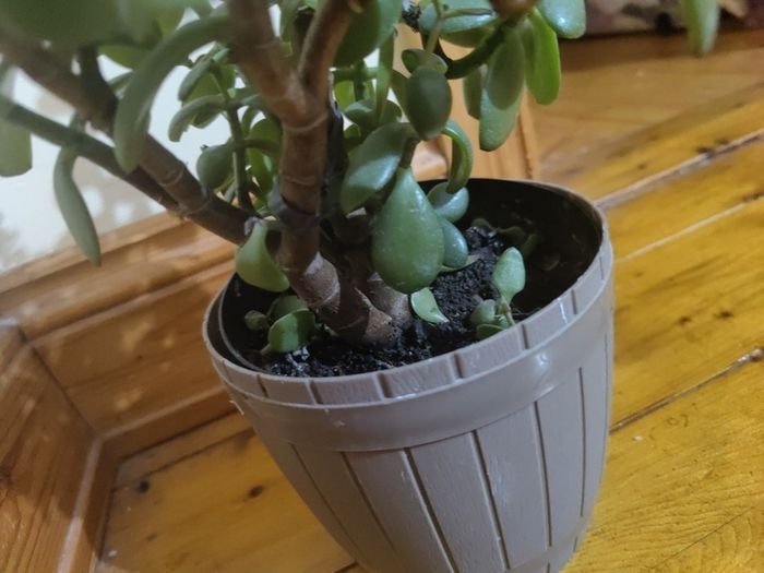 plant