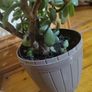 plant Image 4