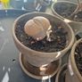 Lithop succulent Image 3