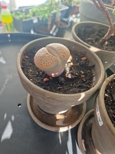 Lithop succulent