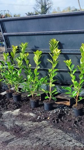 Cherry Laurel 3ft 3 litre pot 5 euro