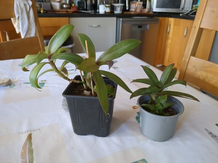 plant tradescantia