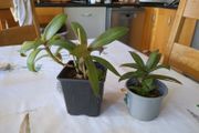 plant tradescantia