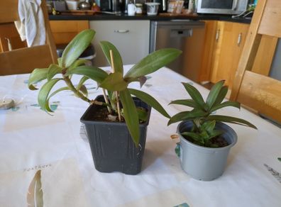 plant tradescantia