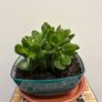 home plants Image 3