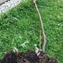 Mature Blackcurrant Plant Image 4