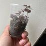 String of Hearts (Variegated) Image 3