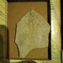 Fossils from the USA Image 8