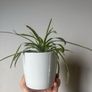 Spider plant Image 2