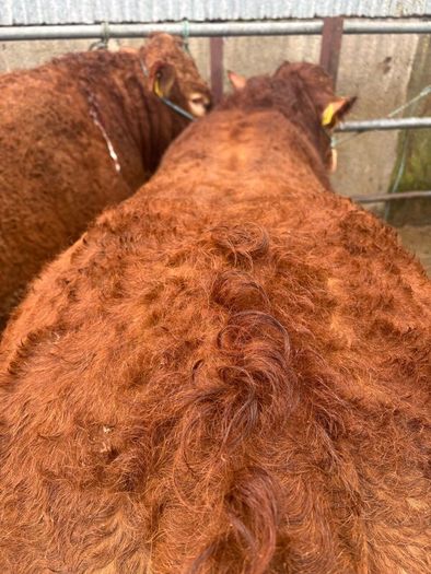 1 Pedigree limousin bull