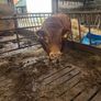 Bull Image 3