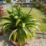 agapanthus Image 3