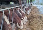 Hereford Bulls