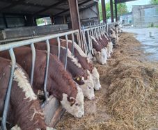 Hereford Bulls
